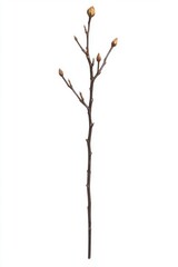 Fototapeta premium Elegant twig with buds against white backdrop captures the essence of spring in a minimalist style, perfect for botanical and nature themed projects