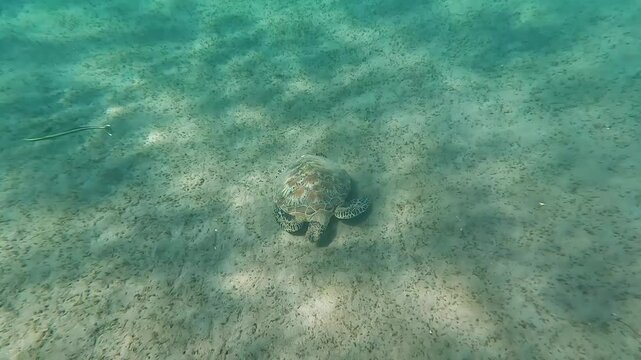 Top down of green sea turtle feeding on seagrass on sandy seabed on tropical island of Bali, Indonesia