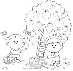 Two children, a boy and a girl picking oranges under an orange tree. Happy kids in the farm harvesting orange or tangerine fruits. Vector black and white coloring page.