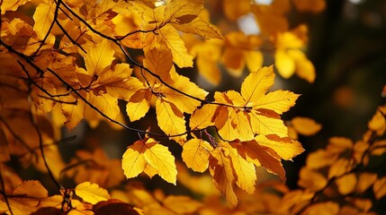 Fototapeta premium Golden autumn leaves sunlight branch nature fall season photography tree park leaf image color woods