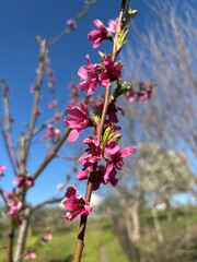 Close-up of a blooming peach tree branch with vibrant pink flowers and young green leaves, set...