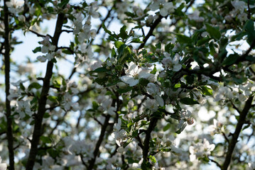 Fototapeta premium apple tree in spring