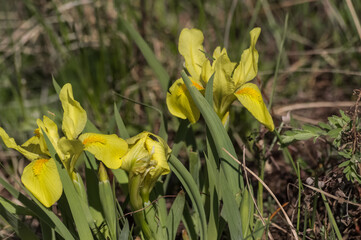 Yellow iris flowers growing in the garden. Springtime. Sunny day.