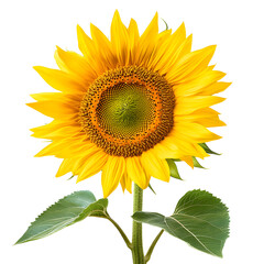 Obraz premium Close-up of a vibrant sunflower against Transference background.