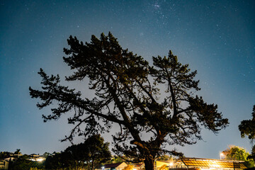 Pine trees at night in the light of New Zealand stars