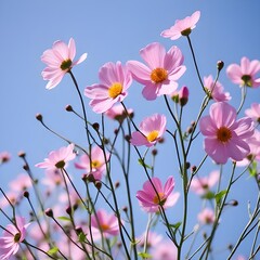 Fototapeta premium pink cosmos flowers