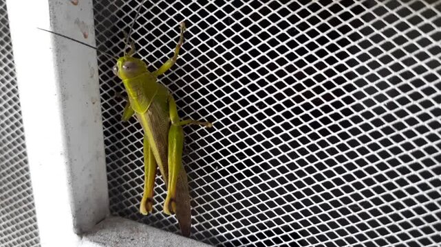Close-Up of Green Grasshopper on Metal Mesh