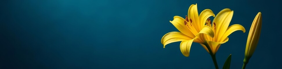 Obraz premium Vibrant yellow lilly flower contrasting on deep blue backdrop, floral, color, flower