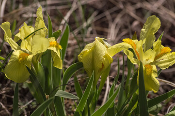 Yellow iris flowers in spring garden. Shallow depth of field.
