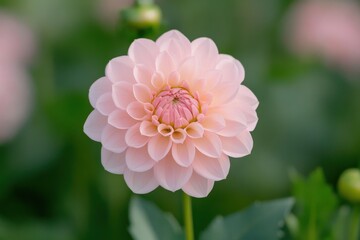 Pale pink dahlia flower blooming