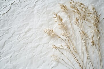 Light beige dried grasses against textured white background.