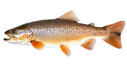 brown trout fish on white background detailed illustration