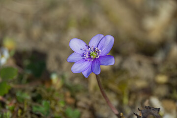three-lobed liverwort from close up, Hepatica nobilis with pollen stamp, parts of the liverwort,...