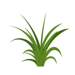 Green algae or grass. Underwater flora, plant. Flat illustration aquarium, oceanic, riverine or lakeine seaweed on white background.