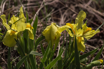 Iris pseudacorus, Yellow Iris, Iris pseudacorus