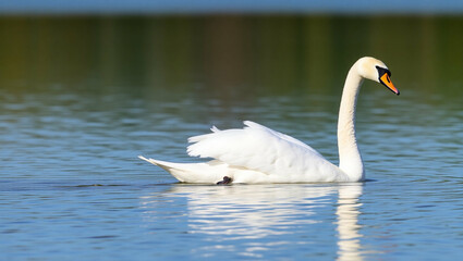 Obraz premium GENERATE AI