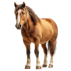 Fototapeta premium Brown Horse, Strong horse isolated on white background or PNG transparent, Ranch Companion