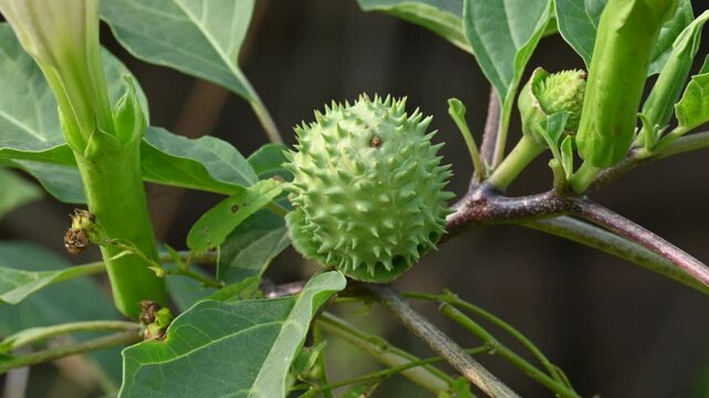 Datura plant fruits. It is species of highly&nbsp;poisonous,&nbsp;vespertine-flowering plants. Its common names thornapples, jimsonweeds, devil's trumpets, moonflower,&nbsp;devil's weed and stramonium.
