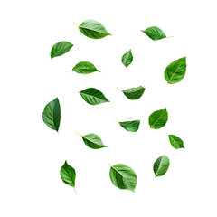 photo green leaves falling separately on a white background