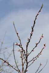 peach tree branch with pink buds