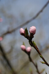 peach tree branch with pink buds