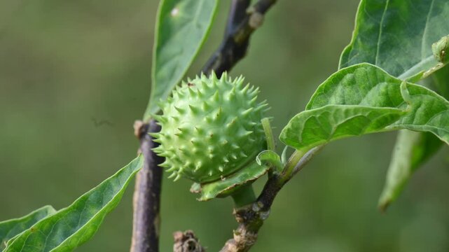 Datura plant fruits. It is species of highly&nbsp;poisonous,&nbsp;vespertine-flowering plants. Its common names thornapples, jimsonweeds, devil's trumpets, moonflower,&nbsp;devil's weed and stramonium.
