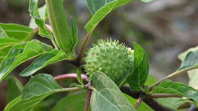 Datura plant fruits. It is species of highly&nbsp;poisonous,&nbsp;vespertine-flowering plants. Its common names thornapples, jimsonweeds, devil's trumpets, moonflower,&nbsp;devil's weed and stramonium.
