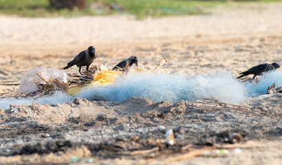 Black raven or crow bird searching for food at a fishing net, beach of Goa, animal behavior, India, pollution and environment