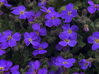aubrietta during spring flowering. a charming plant that spreads a colorful carpet on the ground.