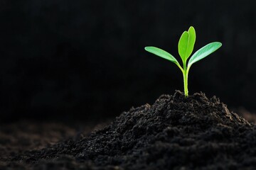 Naklejka premium Green sprout growing in soil