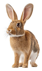 Fototapeta premium Lifelike illustration of a rabbit with large ears and realistic fur details.