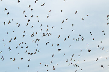 Flock of rock pigeon flying in the sky, wildlife bird in nature, rock dove or Columba livia, widespread common animal in India 