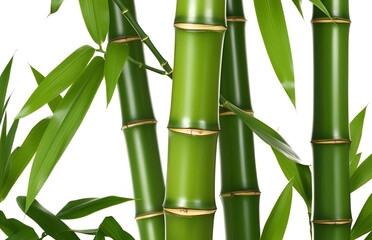 green bamboo on white background