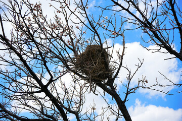 Bird's nest, apricot tree, clouds, sky