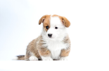 red and white puppy looking sideways on white background breed welsh corgi pembroke