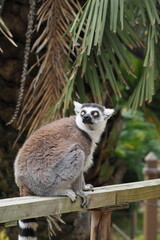 Obraz premium ワオキツネザル