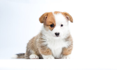 red and white puppy sits on a white background