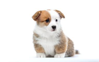 puppy looking sideways on white background breed welsh corgi pembroke