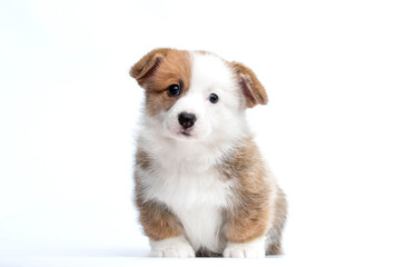 puppy sits and looks at the camera on a white background Welsh Corgi Pembroke breed