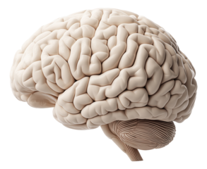 Detailed anatomical model of a human brain showcasing its intricate folds and structure.