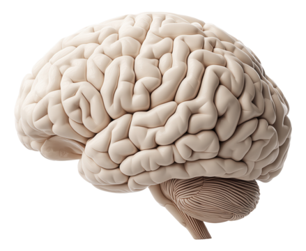 Detailed anatomical model of a human brain showcasing its intricate folds and structure.