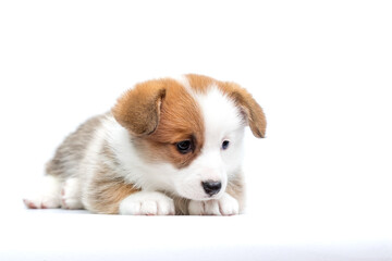 sad red and white puppy looking down on white background welsh corgi pembroke breed
