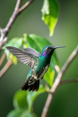 Fototapeta premium Majestic Hummingbird in Flight with Iridescent Feathers Against a Lush Green Background