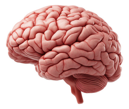 Detailed illustration of a human brain showing texture and structure from the side view.