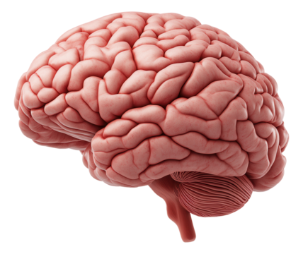 Detailed illustration of a human brain showing texture and structure from the side view.