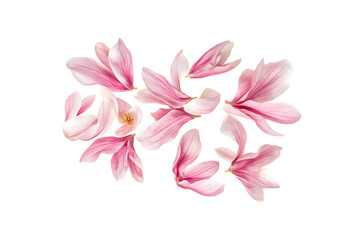 Transparent background pink magnolia flower petals
