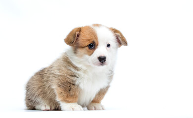red and white puppy sits and looks at camera on white background welsh corgi pembroke breed