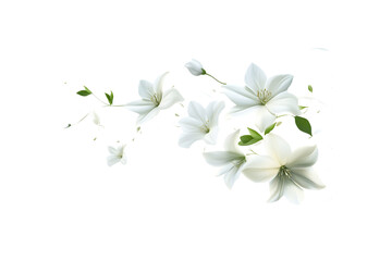 Fototapeta premium Transparent background delicate white floral branch with soft petals