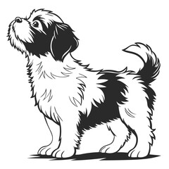 Monochrome Shih Tzu Standing Fluffy Puppy Isolated, Black & White Pet