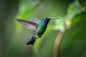 Fototapeta premium Graceful Hummingbird in Flight Amidst Lush Greenery with Iridescent Feathers